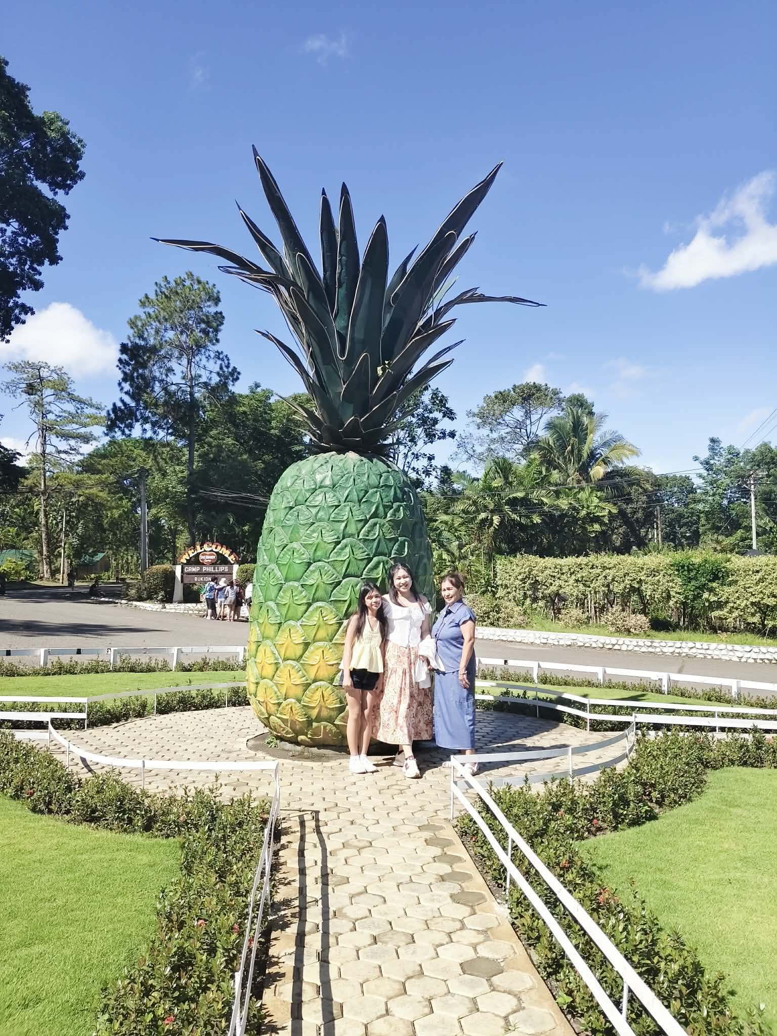 Pineapple plantation